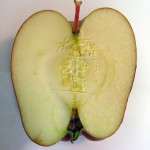 Finding Jesus in an apple