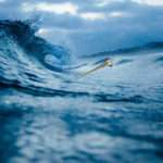 Drowning Victory
